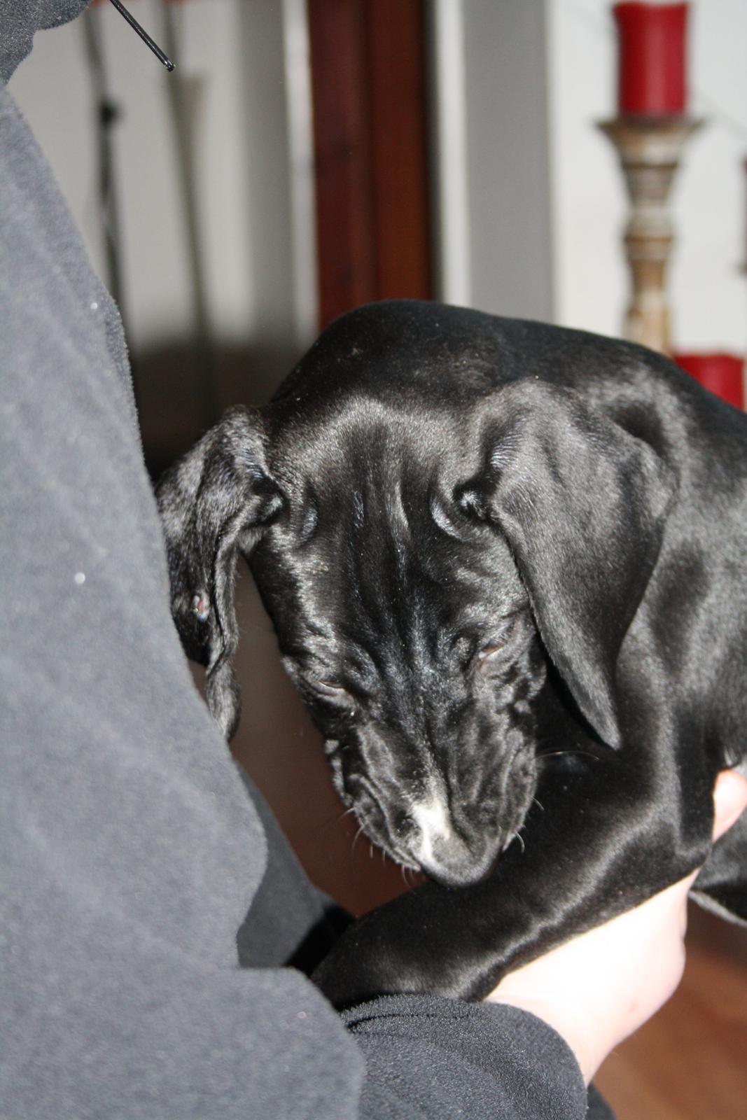 Blanding af racer Conrad  billede 9