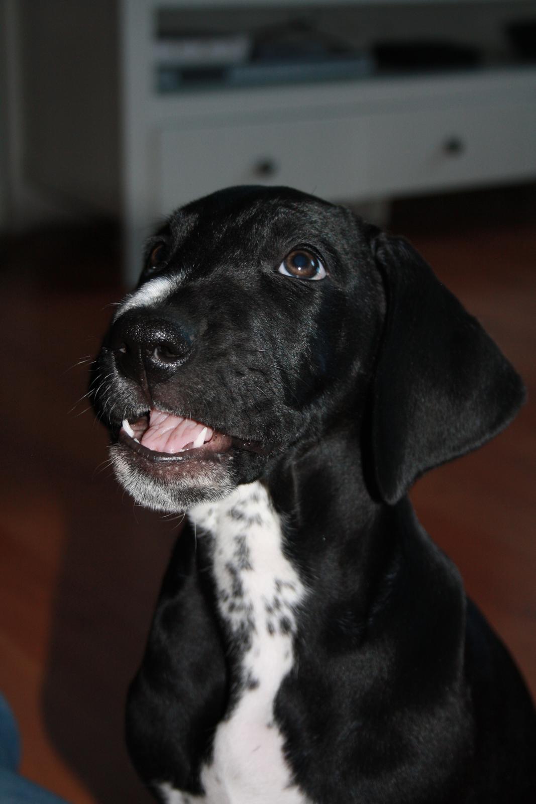 Blanding af racer Conrad  billede 10