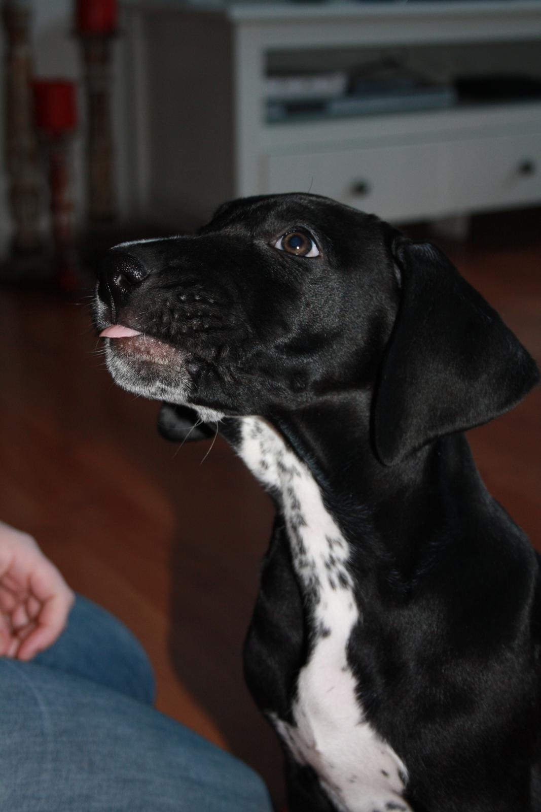 Blanding af racer Conrad  billede 11