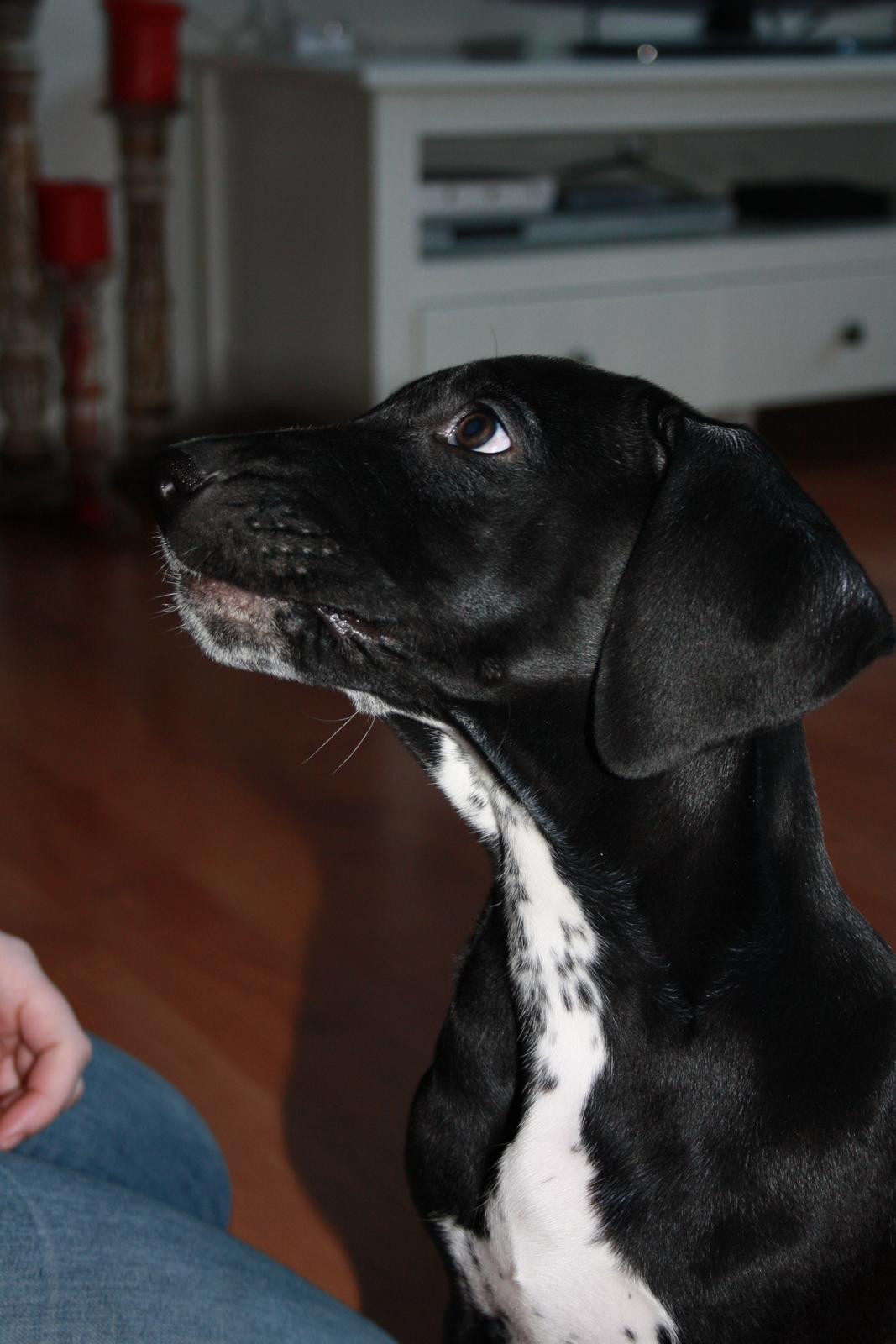 Blanding af racer Conrad  billede 12