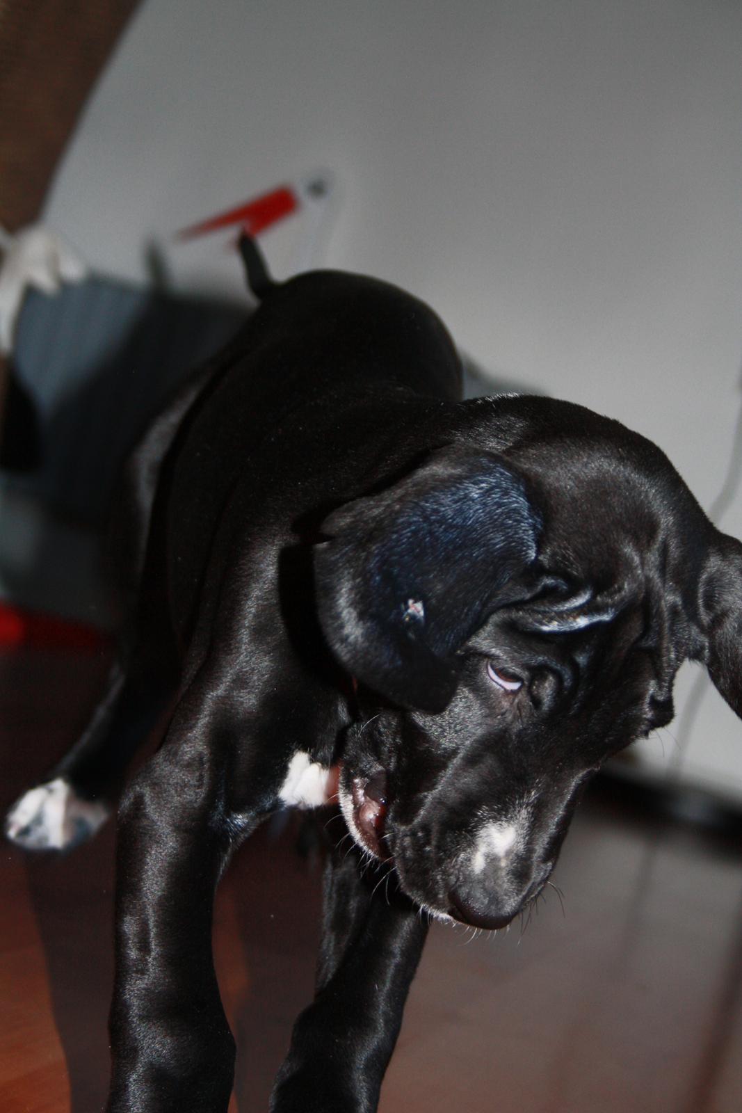 Blanding af racer Conrad  billede 13