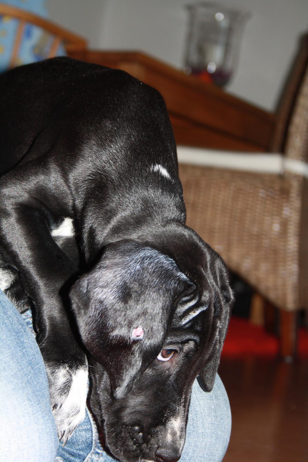 Blanding af racer Conrad  billede 14