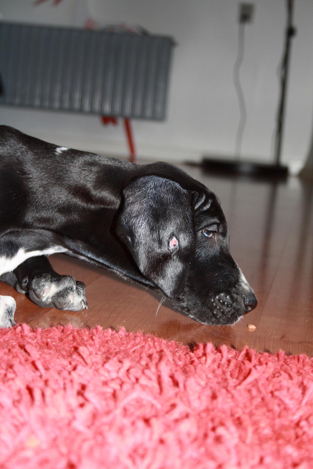 Blanding af racer Conrad  billede 15