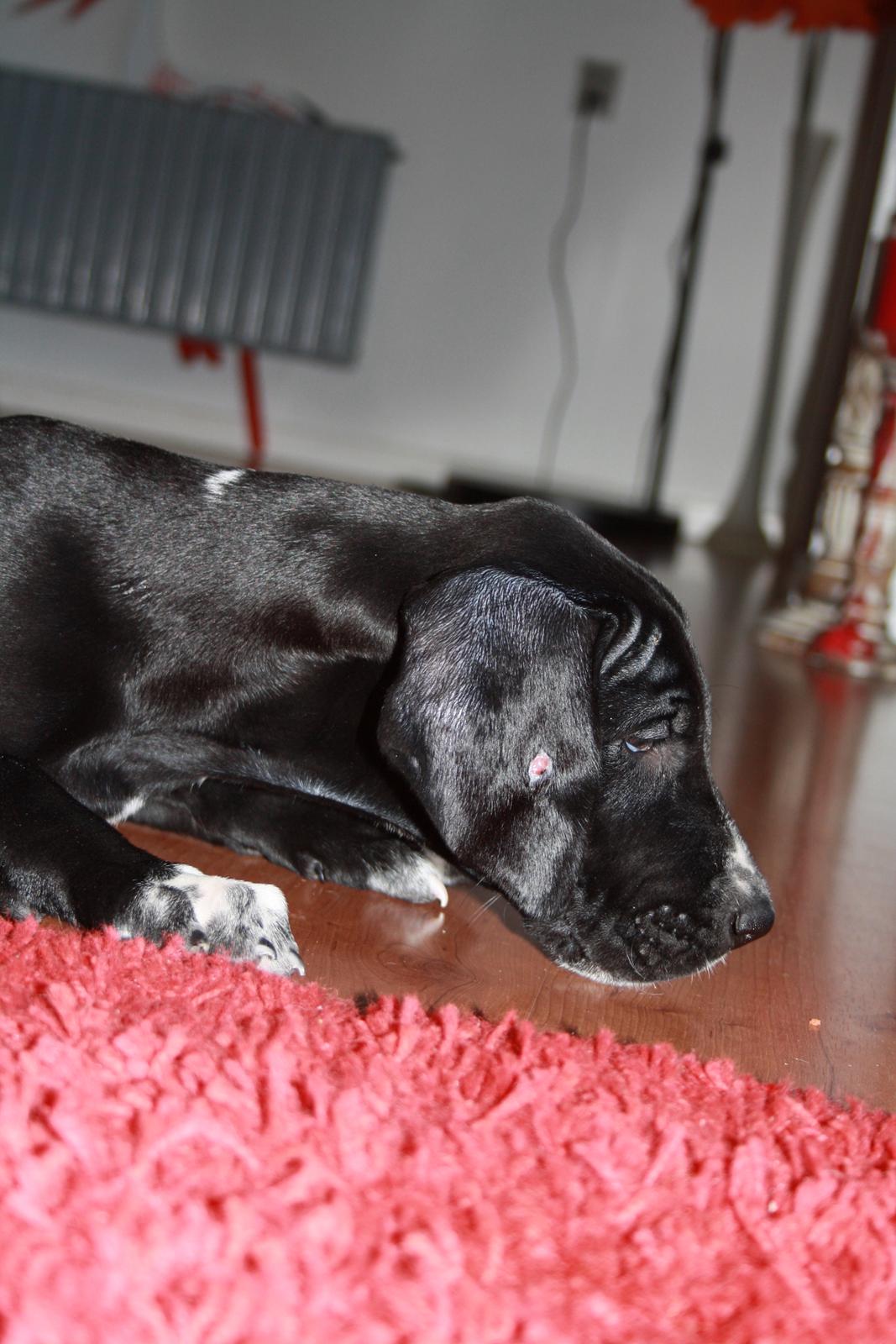 Blanding af racer Conrad  billede 16