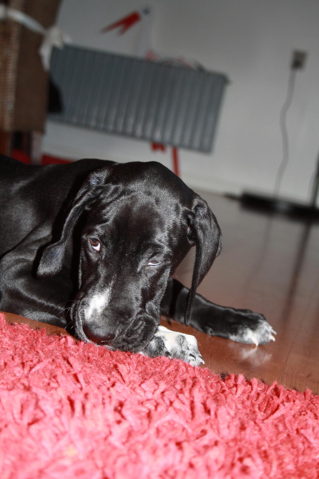 Blanding af racer Conrad  billede 17