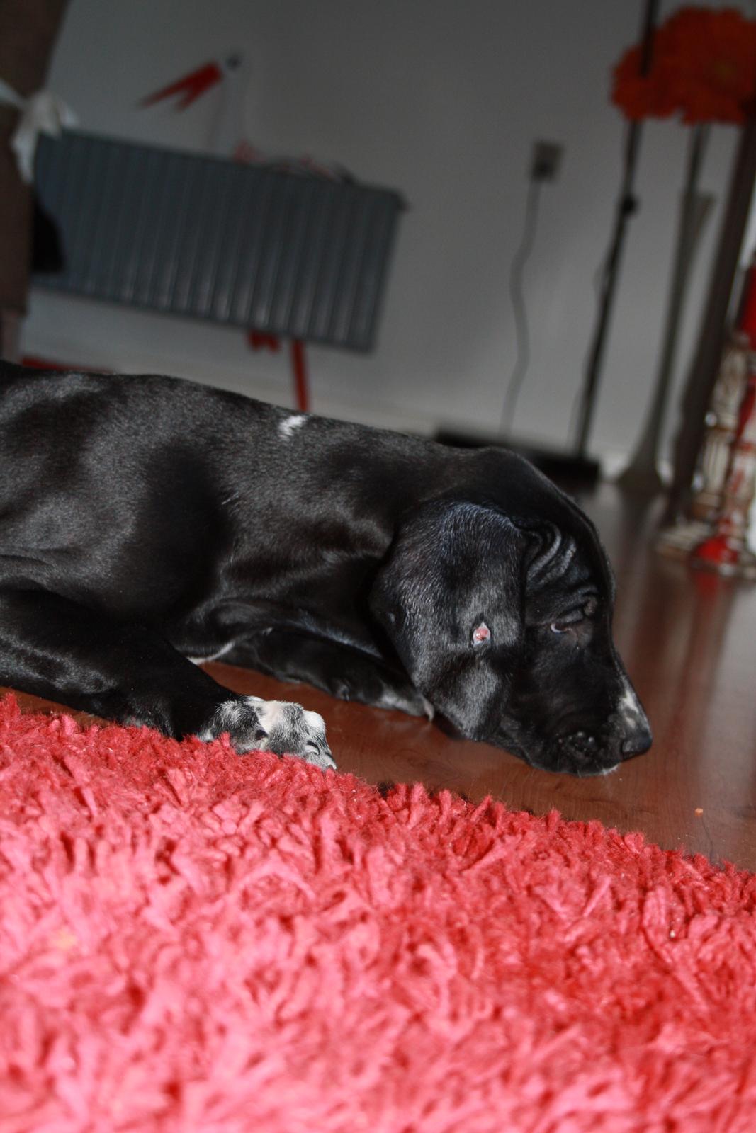 Blanding af racer Conrad  billede 18