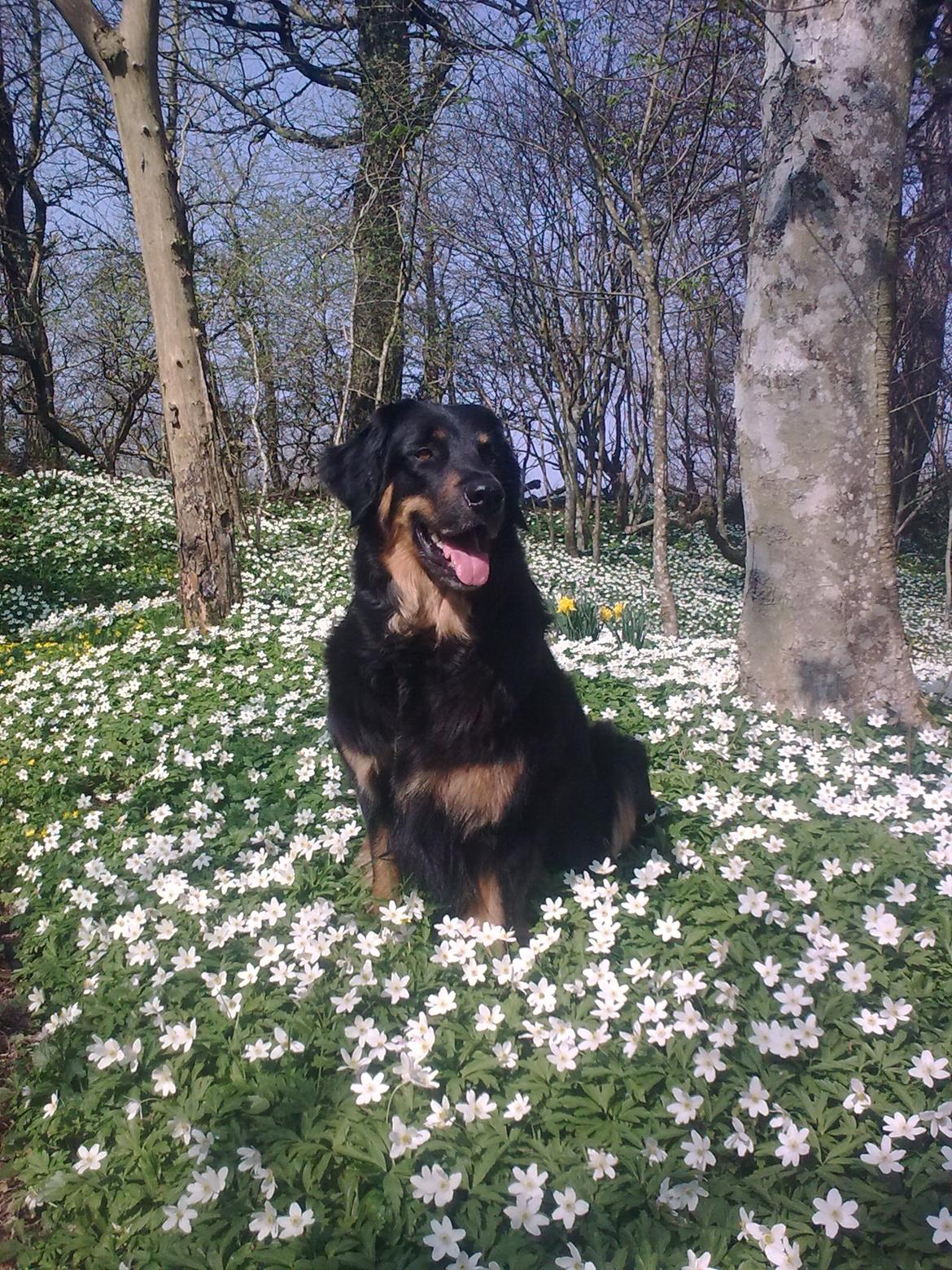 Hovawart Cohiba - Så fin, så fin. En rigtig prinsesse! billede 1