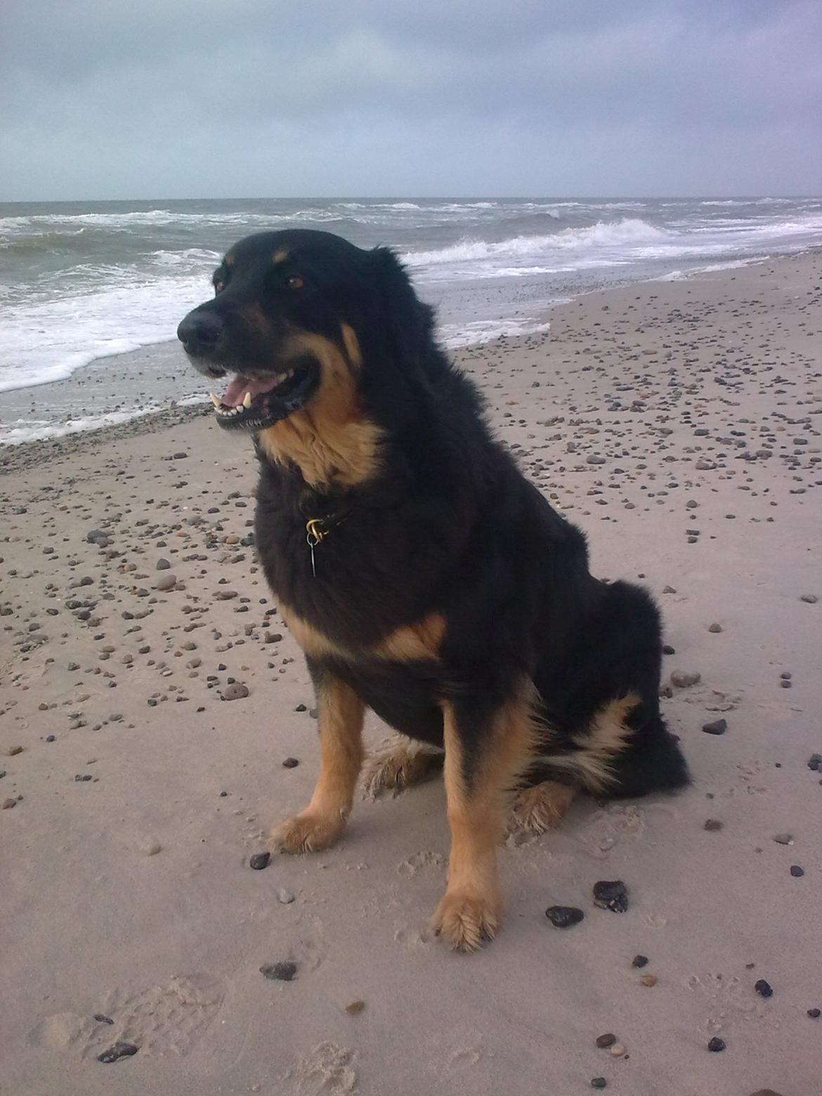 Hovawart Cohiba - Havluften er da dejlig befriende billede 14