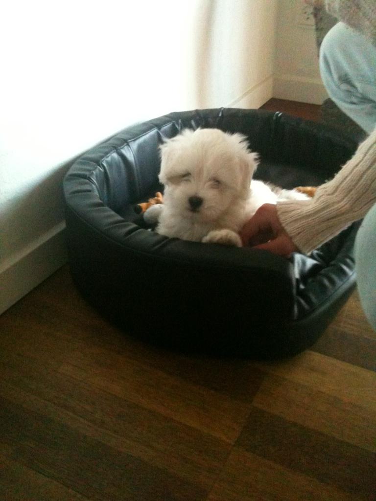 Coton de tulear Chili billede 7