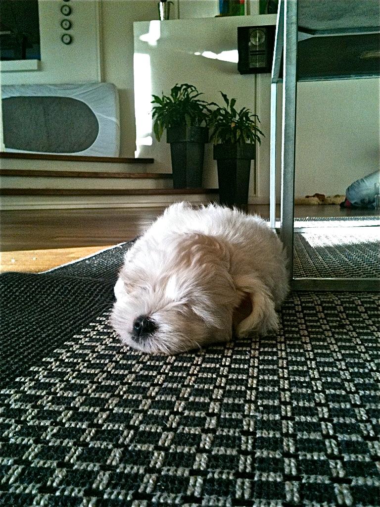 Coton de tulear Chili billede 8