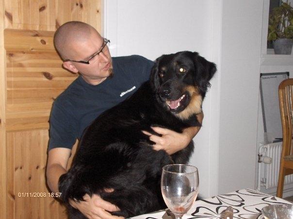 Hovawart Cohiba - En rigtig skødehund! billede 15