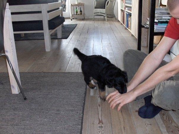 Hovawart Cohiba - Da vi så på hende. En charmetrold fra dag 1 billede 17