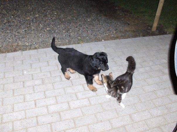 Hovawart Cohiba - Hun har altid været fascineret af katte billede 18