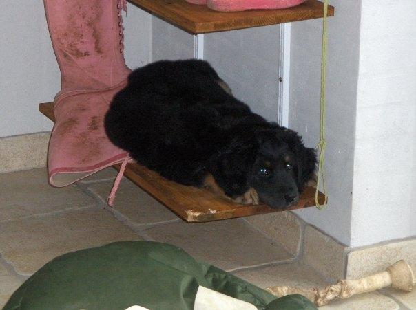 Hovawart Cohiba - Hundens bedste sovested som hvalp. Nu er hun jo blevet for stor.. Så ligger man ved siden af istedet. billede 19