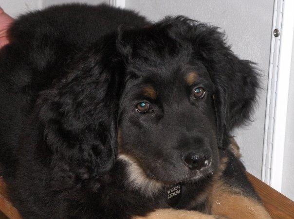 Hovawart Cohiba - Så bedårende! <3 billede 20