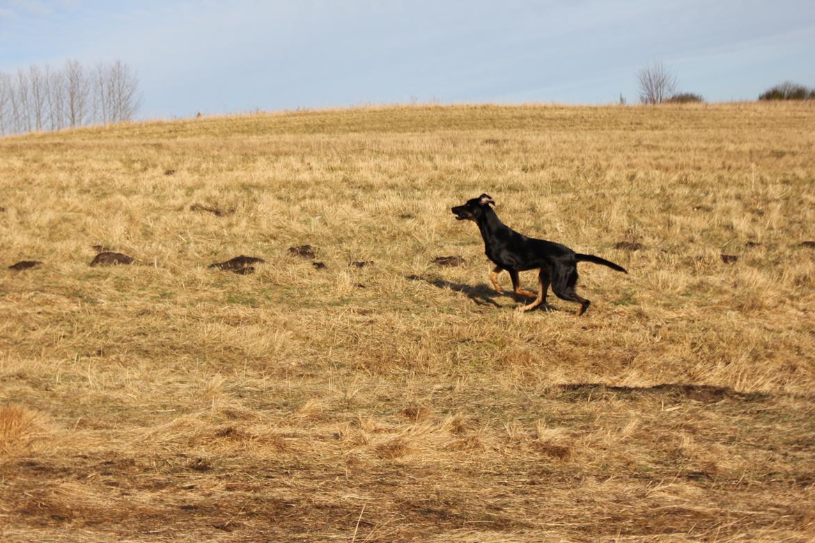 Blanding af racer Sica billede 9