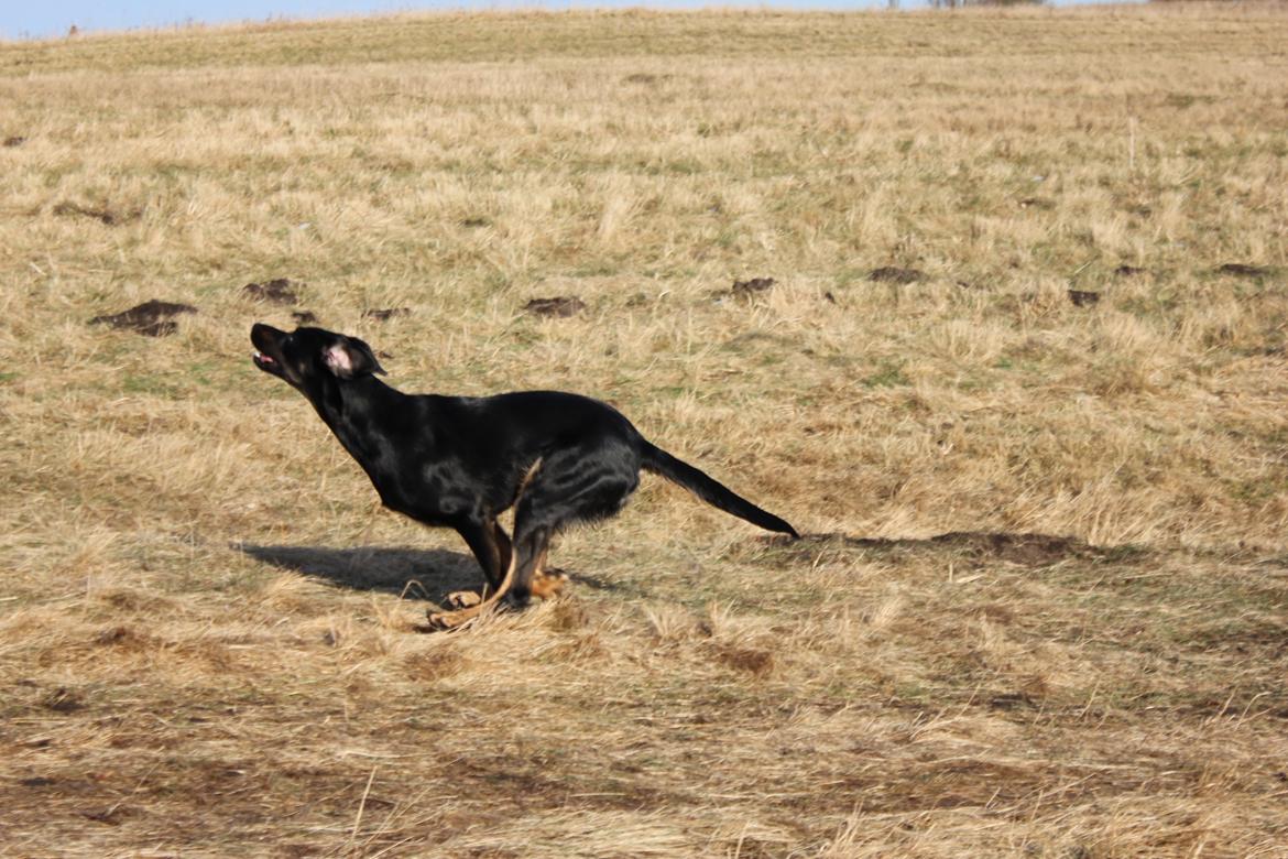 Blanding af racer Sica billede 10