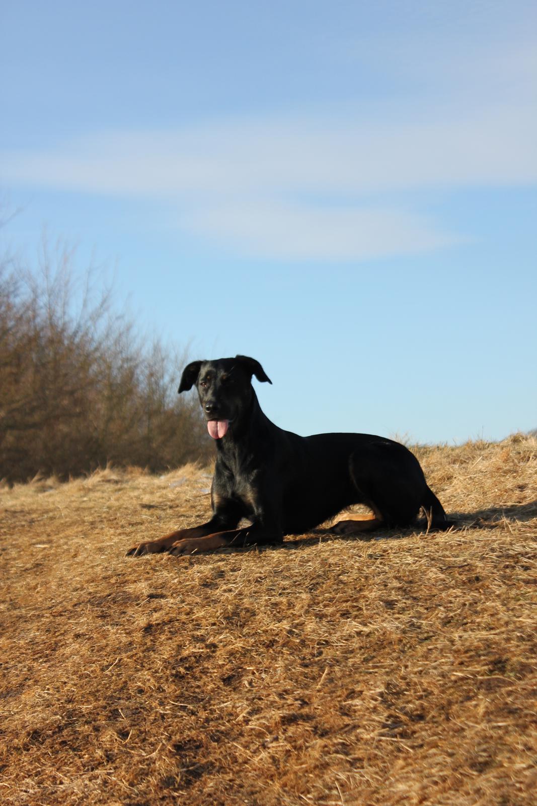 Blanding af racer Sica billede 8