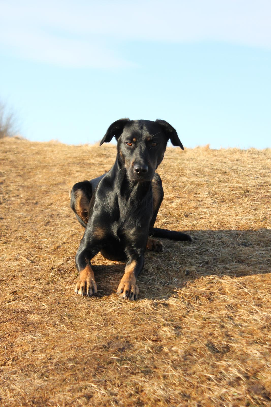 Blanding af racer Sica billede 1