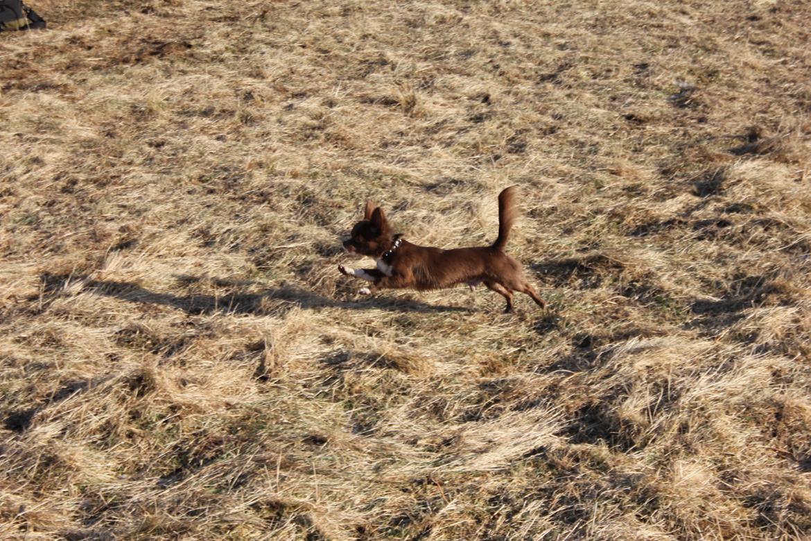 Chihuahua Sukkerpels COCIO. cocio ! billede 11