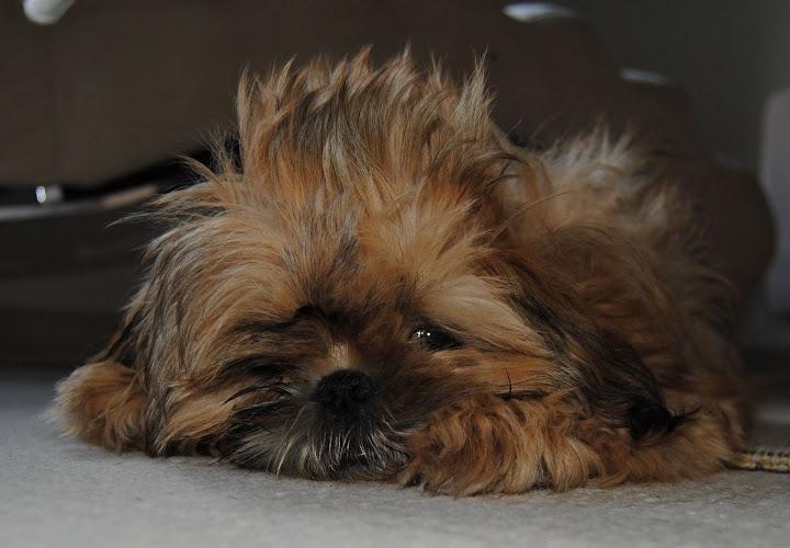 Shih tzu Chico billede 12