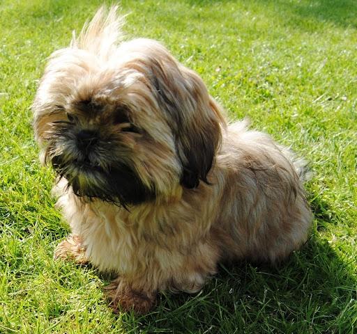 Shih tzu Chico billede 13