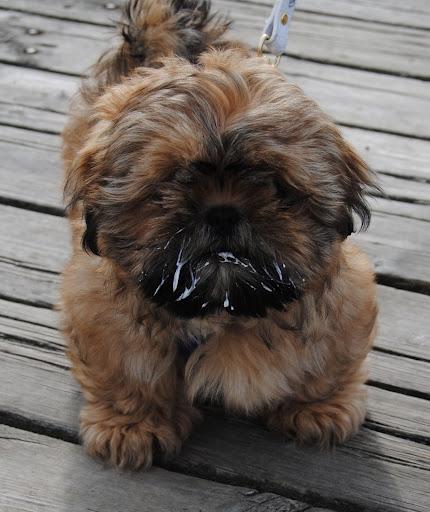 Shih tzu Chico billede 14