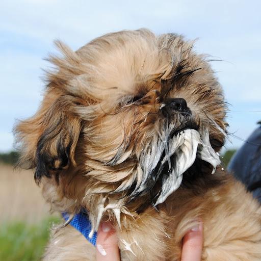 Shih tzu Chico billede 15