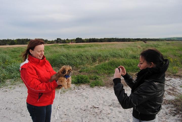 Shih tzu Chico - Chico med mor og mormor billede 16