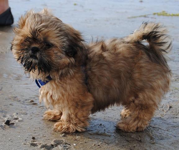 Shih tzu Chico billede 17