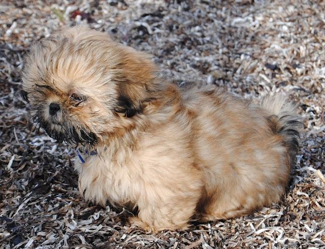Shih tzu Chico billede 18