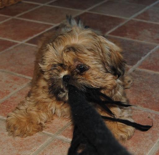 Shih tzu Chico billede 20