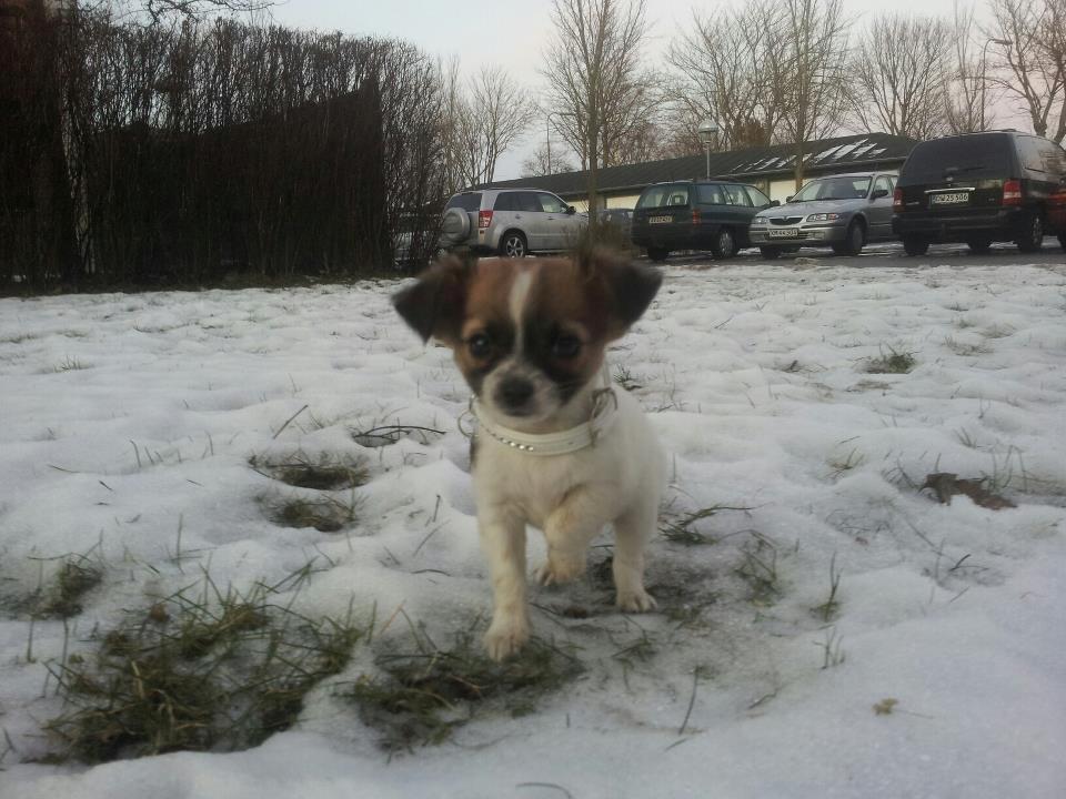Chihuahua Ludvig billede 10