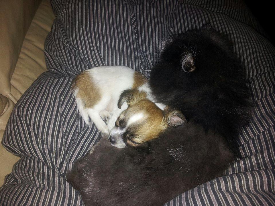 Chihuahua Ludvig billede 11