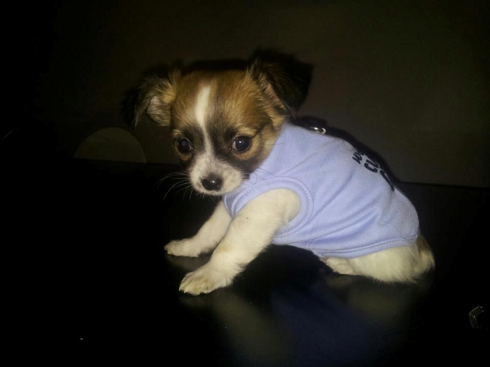 Chihuahua Ludvig billede 12