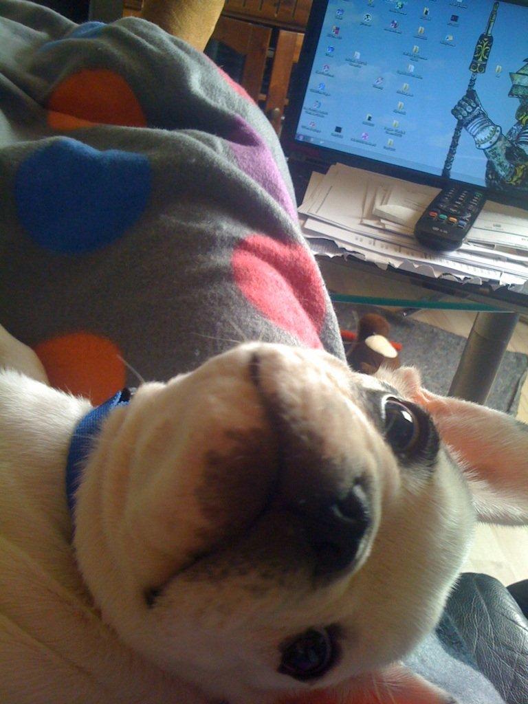 Fransk bulldog Tyson billede 1