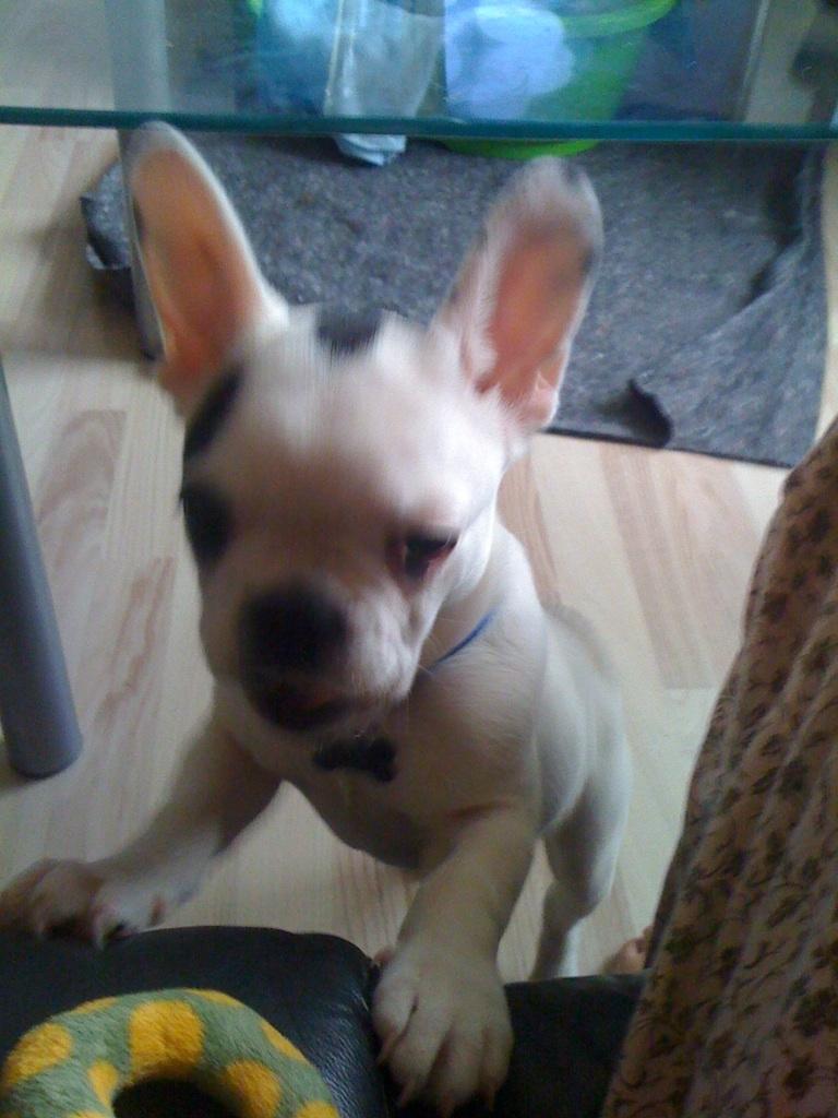 Fransk bulldog Tyson billede 2