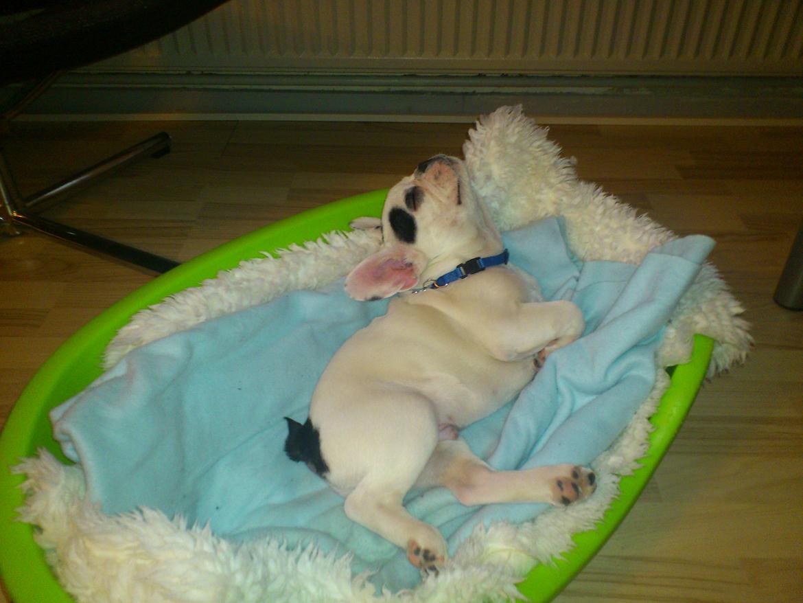 Fransk bulldog Tyson billede 3