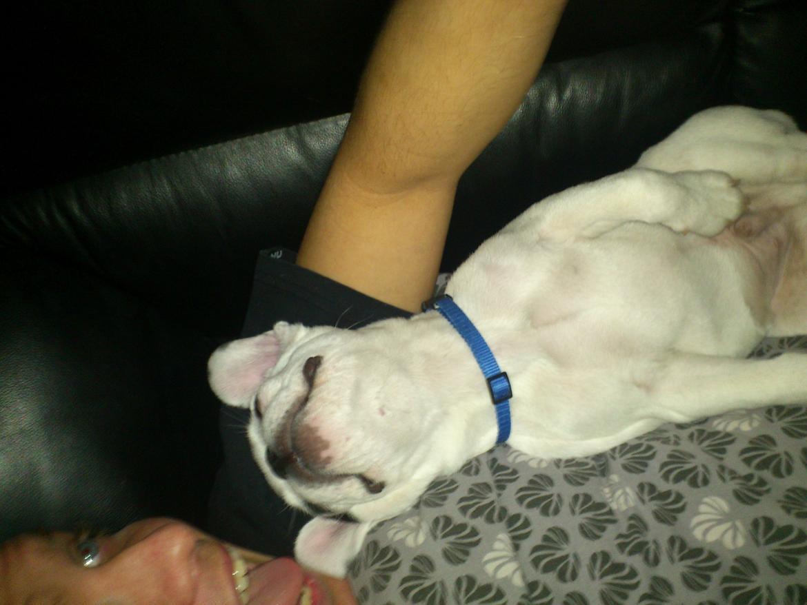 Fransk bulldog Tyson billede 4