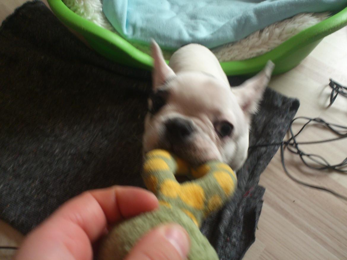 Fransk bulldog Tyson billede 5