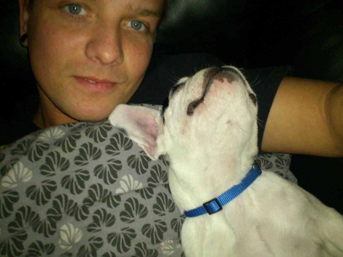 Fransk bulldog Tyson billede 6