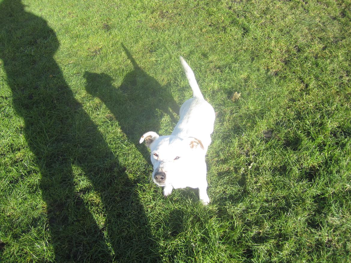 Jack russell terrier silas billede 9