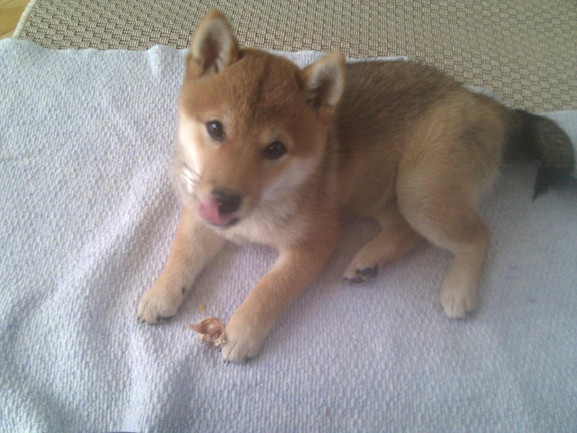 Shiba Aikou - spiser griseøre billede 9