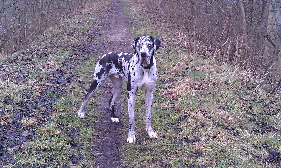 Grand danois Kawa billede 1