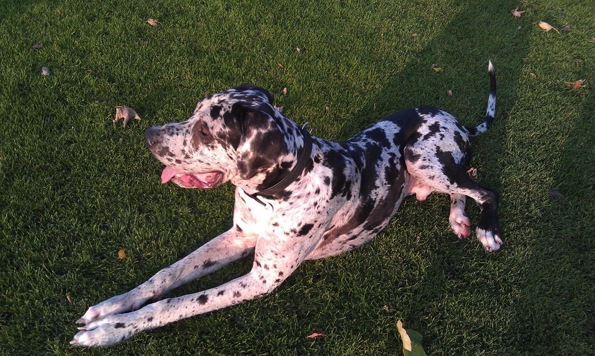 Grand danois Kawa billede 2