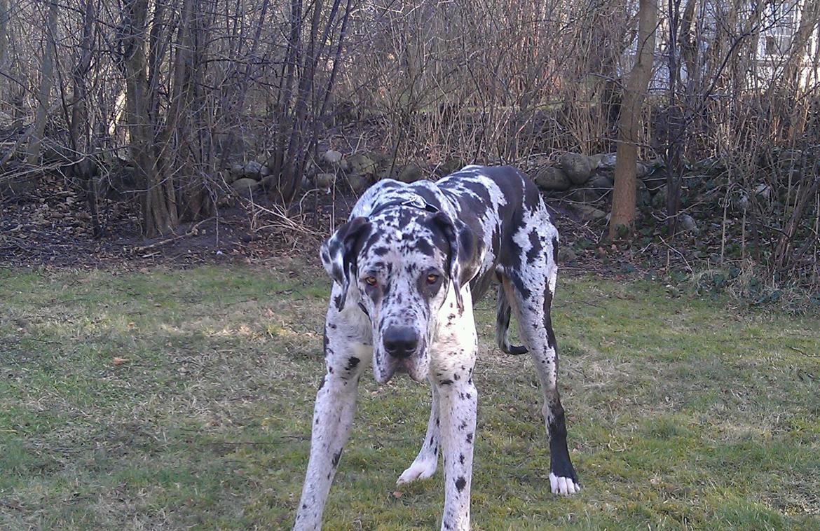 Grand danois Kawa billede 3