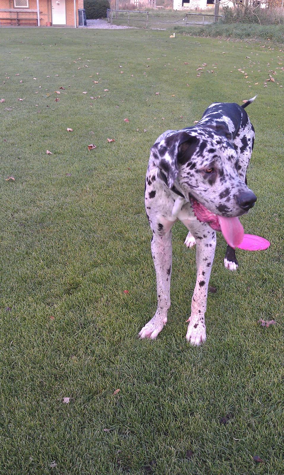 Grand danois Kawa - man skal li kigge efter en gang hehe :D billede 4