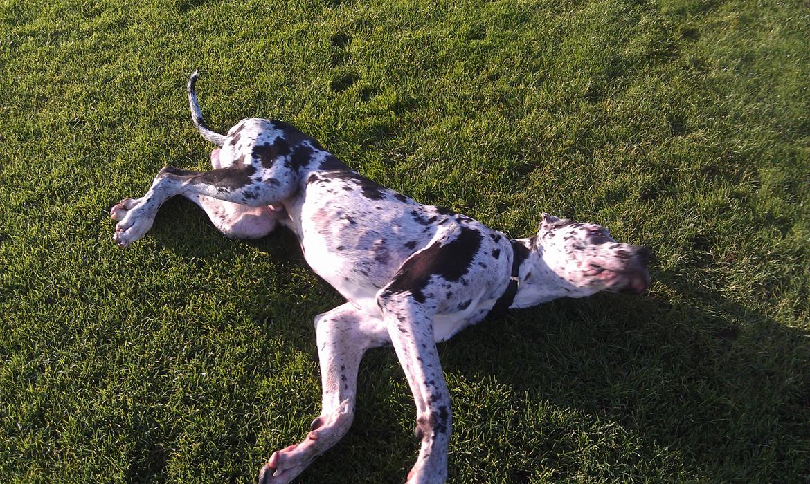 Grand danois Kawa billede 5