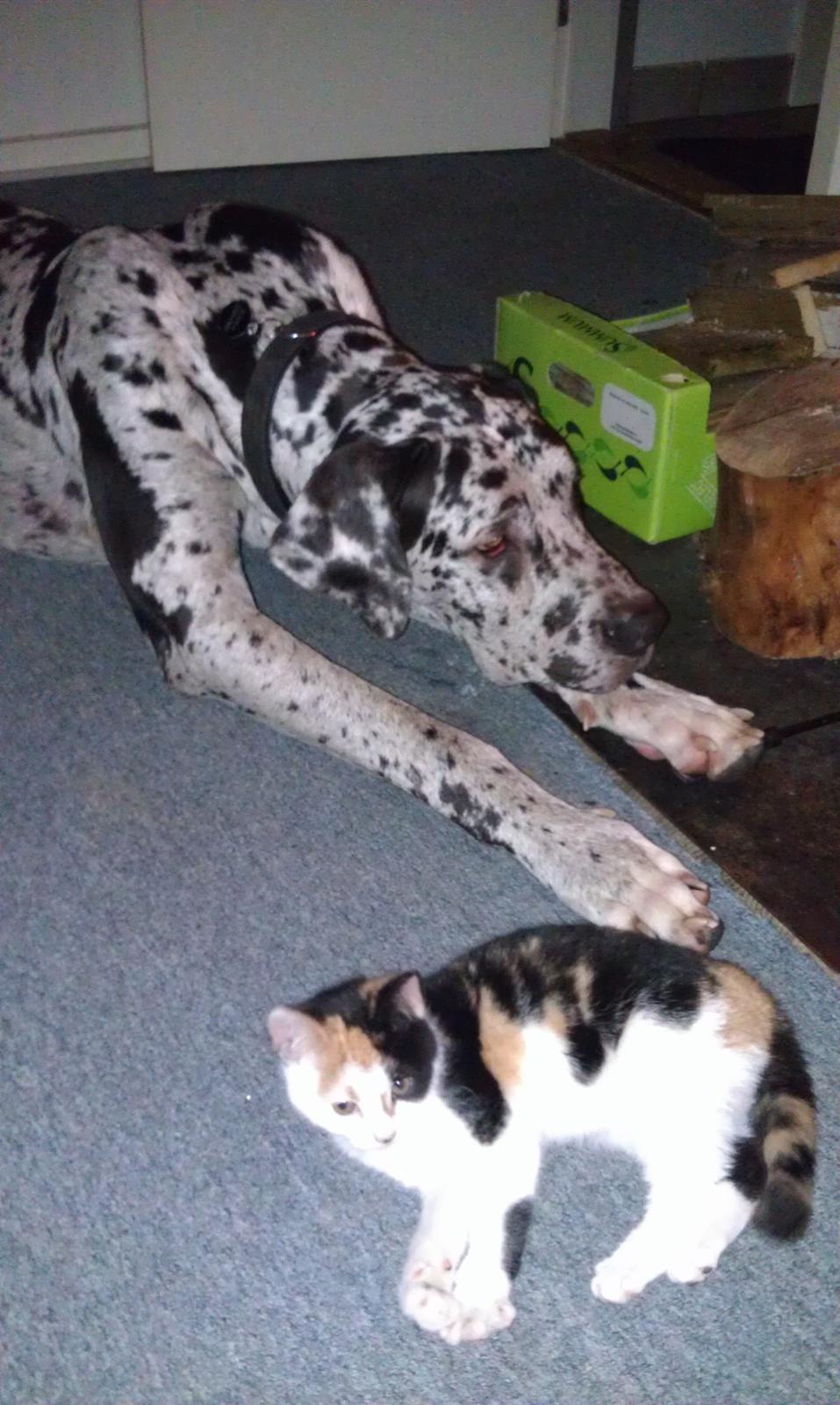 Grand danois Kawa billede 6