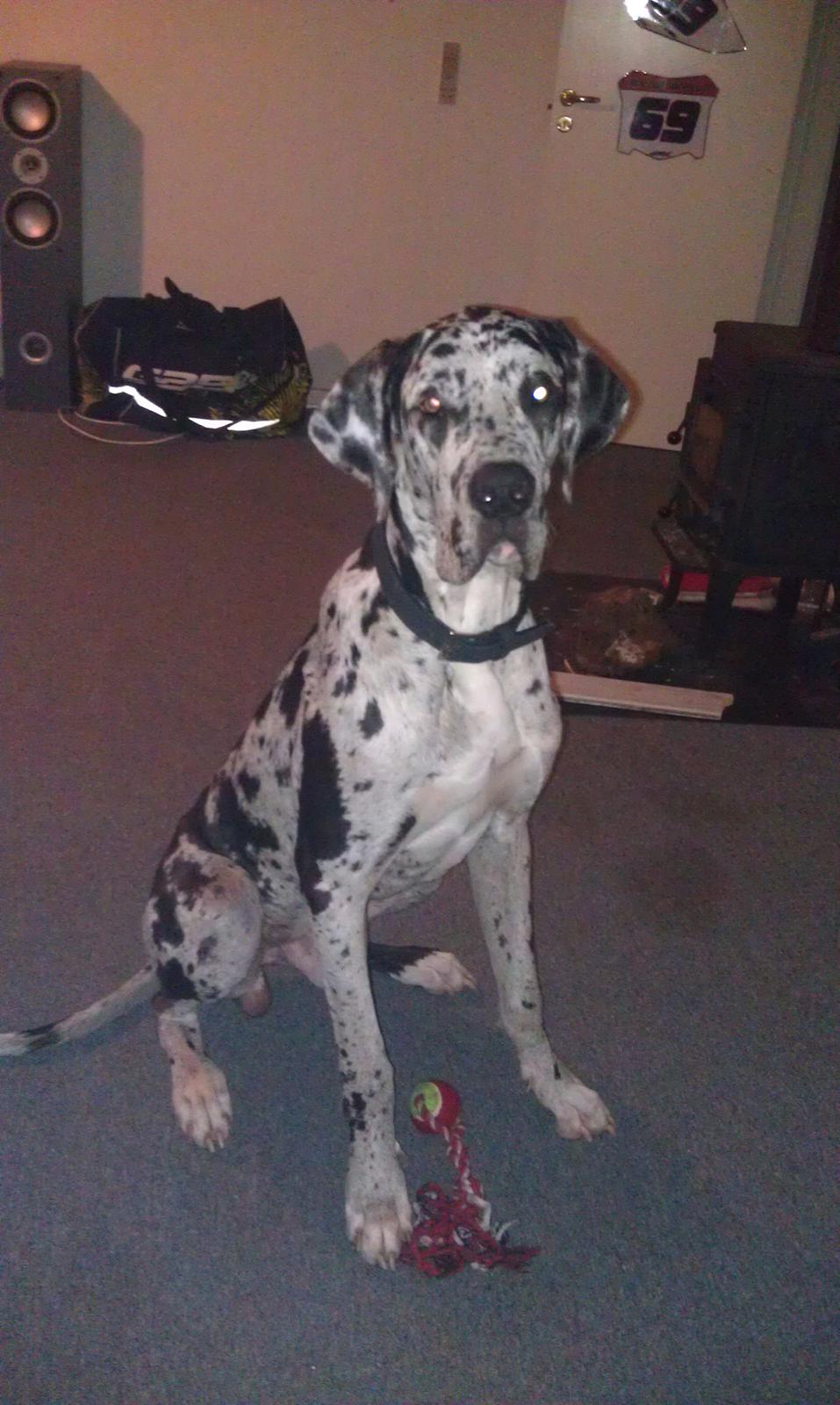 Grand danois Kawa billede 7